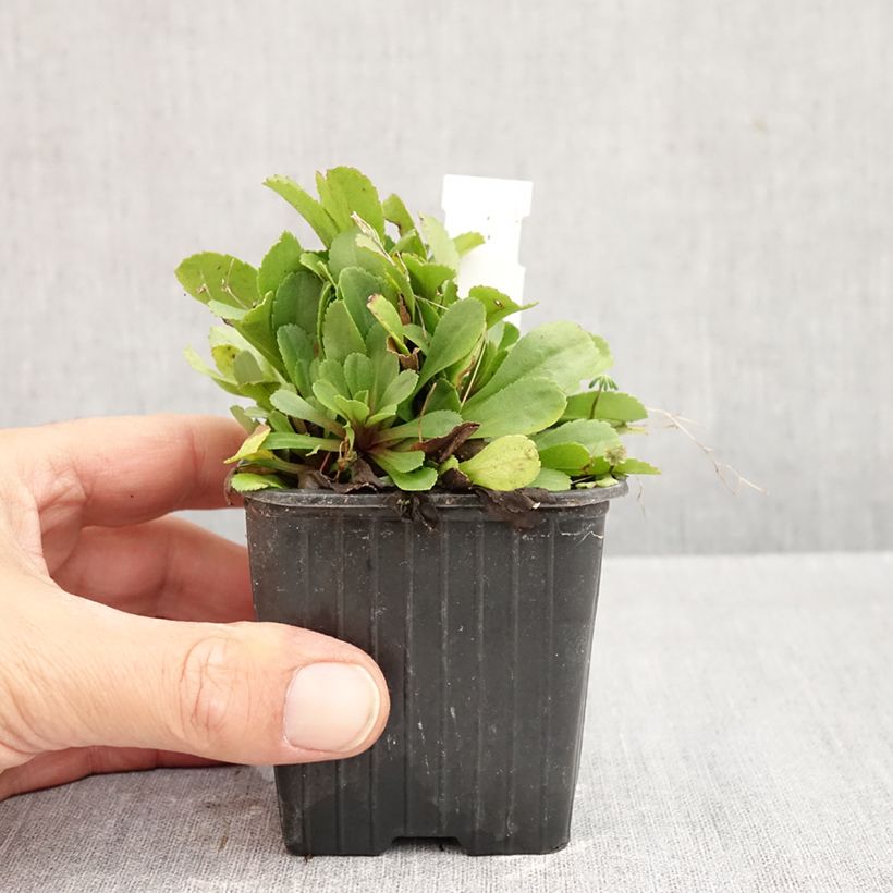 Solidago cutleri  8/9 cm pot sample as delivered in autumn