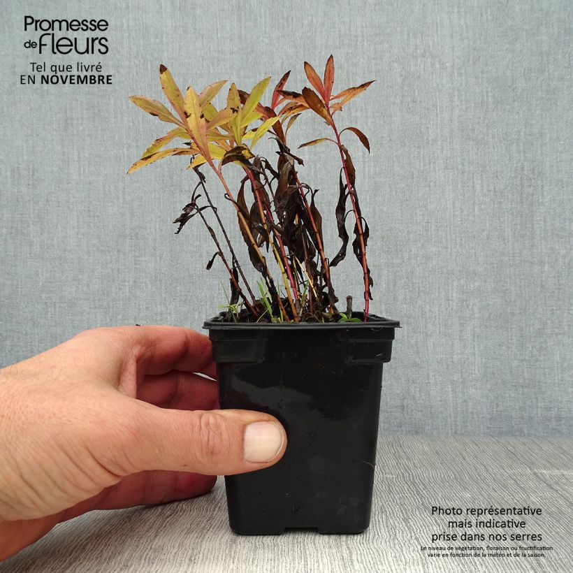 Solidago canadensis Gold King 7/8 cm pot sample as delivered in autumn