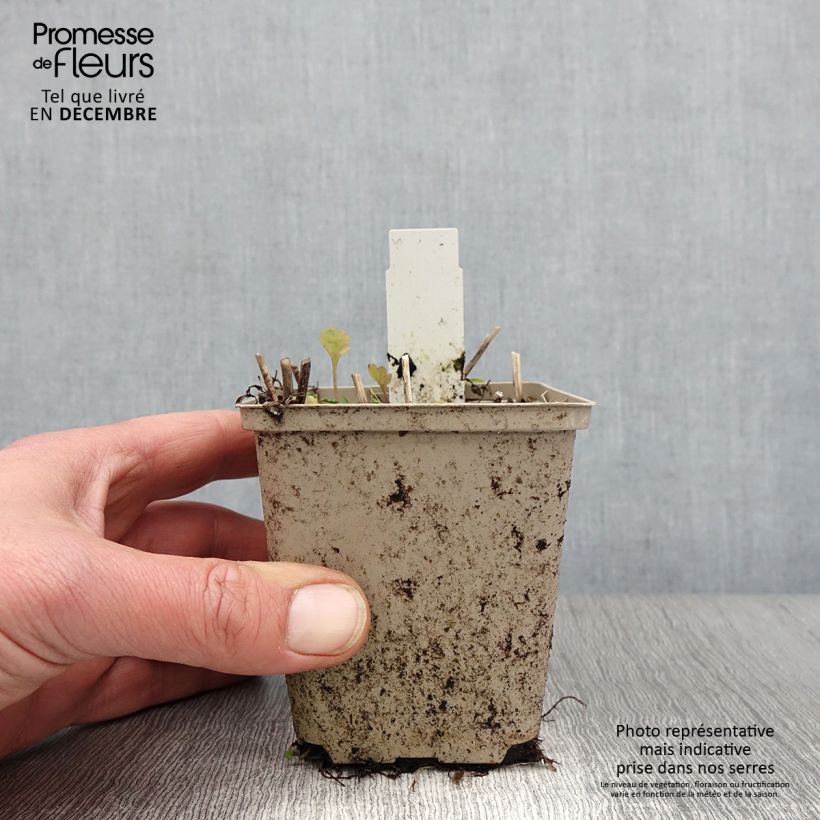 Solidago Ducky 8/9 cm pot sample as delivered in autumn