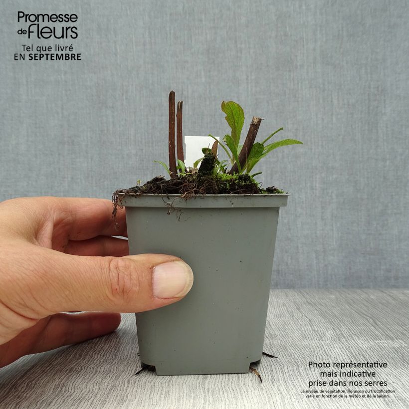 Solidago rugosa Fireworks 8/9 cm pot sample as delivered in autumn