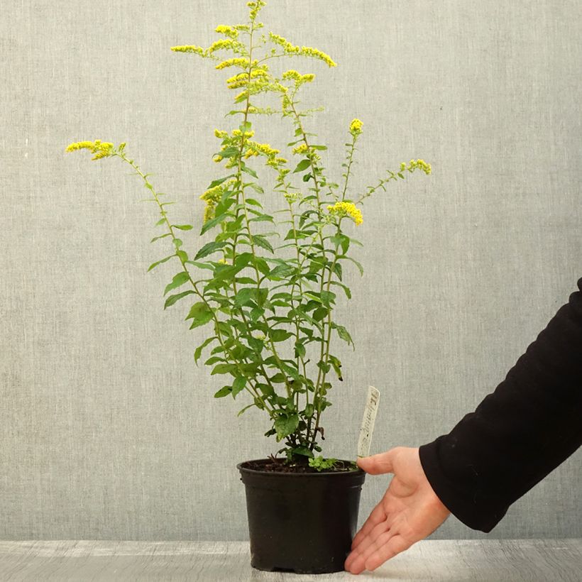 Solidago rugosa Fireworks 2L/3L pot sample as delivered in autumn