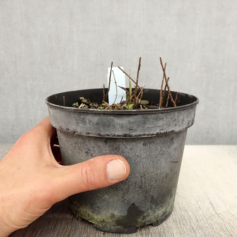 Solidago rugosa 2L/3L pot sample as delivered in spring