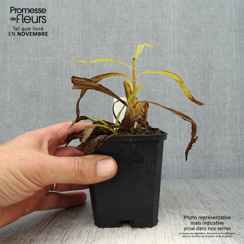 Solidago Strahlenkrone 8/9 cm pot sample as delivered in autumn