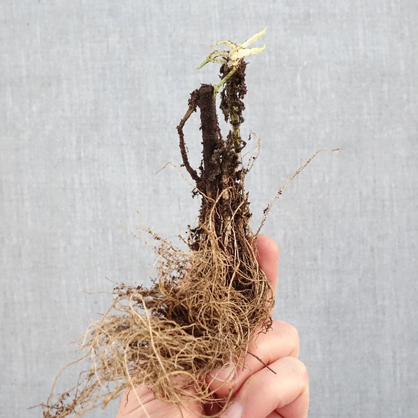Solidago Strahlenkrone Bare root sample as delivered in winter