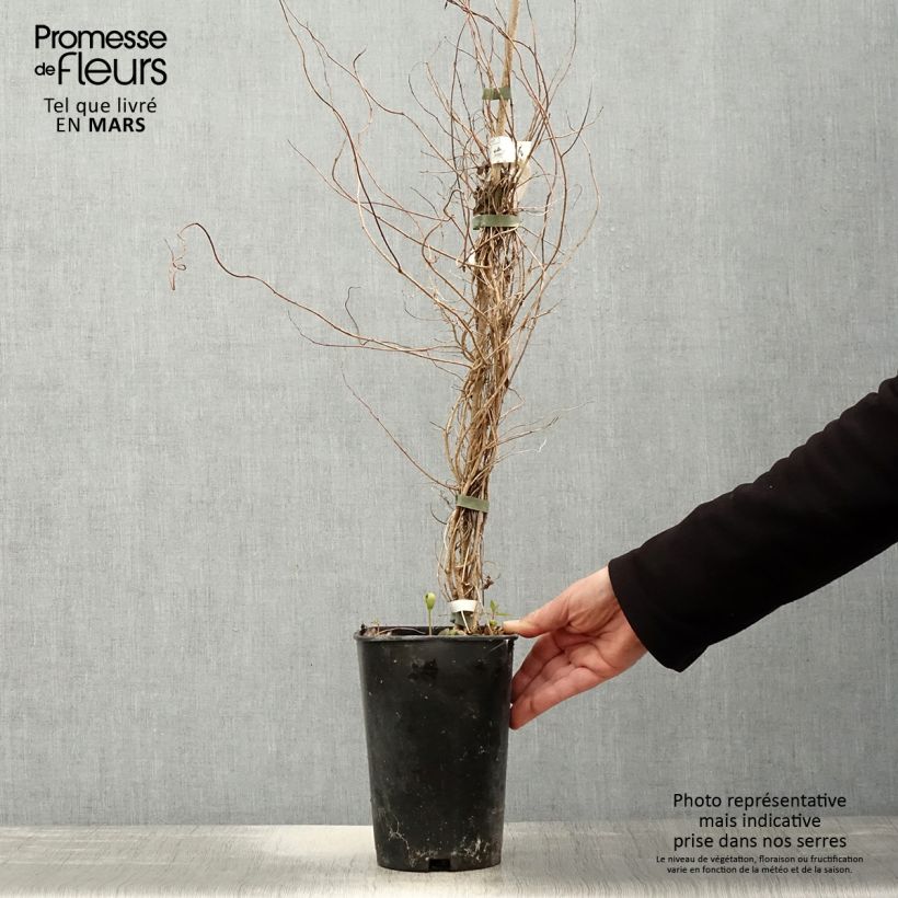 Sollya heterophylla Alba 3L/4L pot sample as delivered in spring