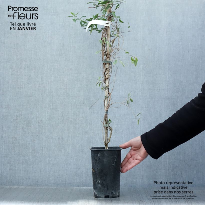 Sollya heterophylla Rosea 3L/4L pot sample as delivered in winter