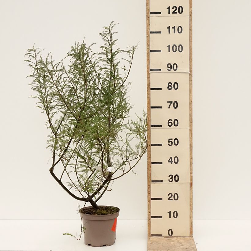 Sophora microphylla Dragon's Gold 4L/5L pot sample as delivered in winter