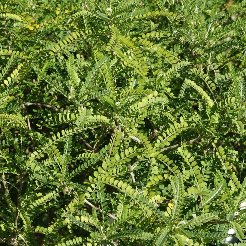 Sophora microphylla Dragon's Gold (Foliage)