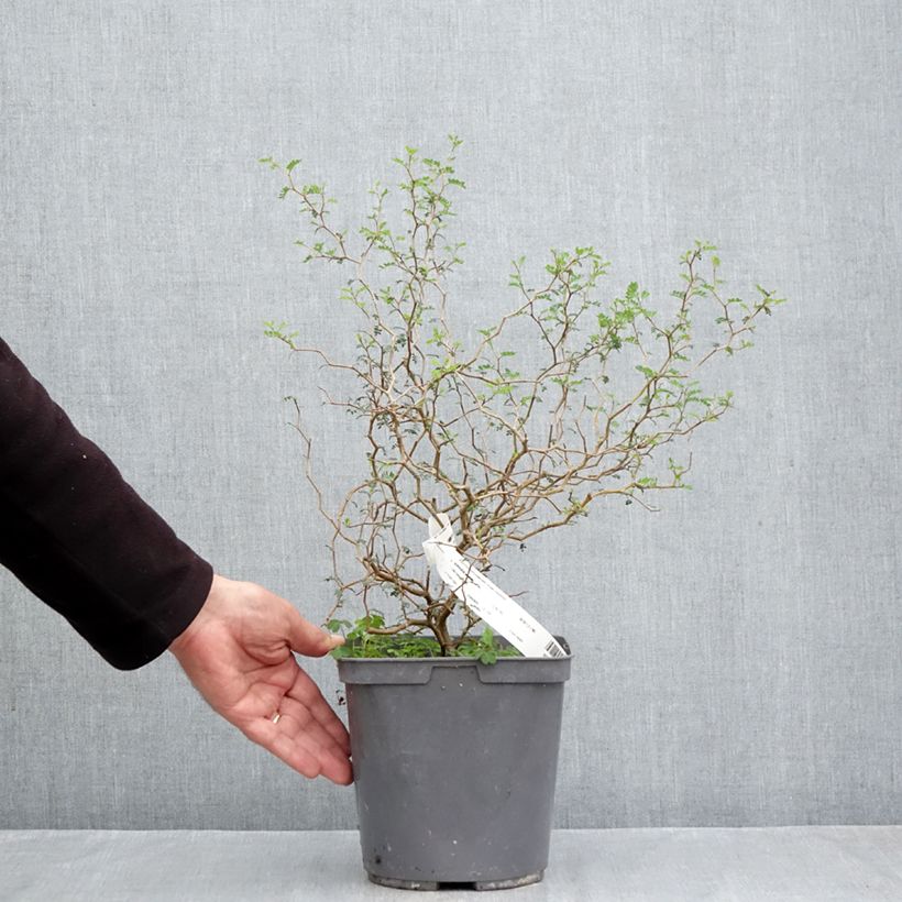 Sophora prostrata Little Baby 3L/4L pot sample as delivered in autumn