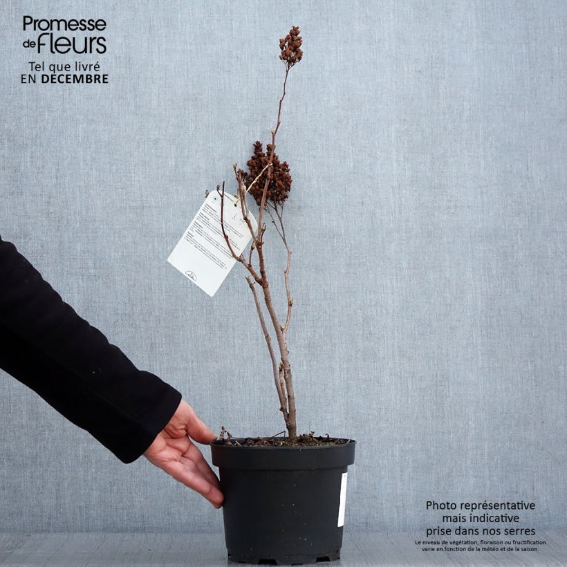 Sorbaria sorbifolia  2L/3L pot sample as delivered in autumn