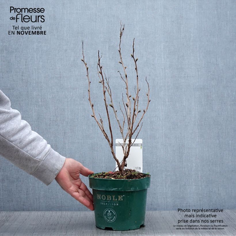 Sorbaria sorbifolia Pink Hopi 2L/3L pot sample as delivered in autumn