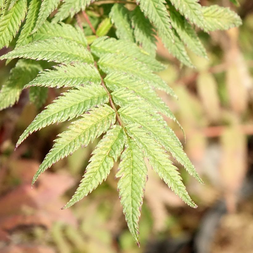 Sorbaria sorbifolia Pink Hopi (Foliage)