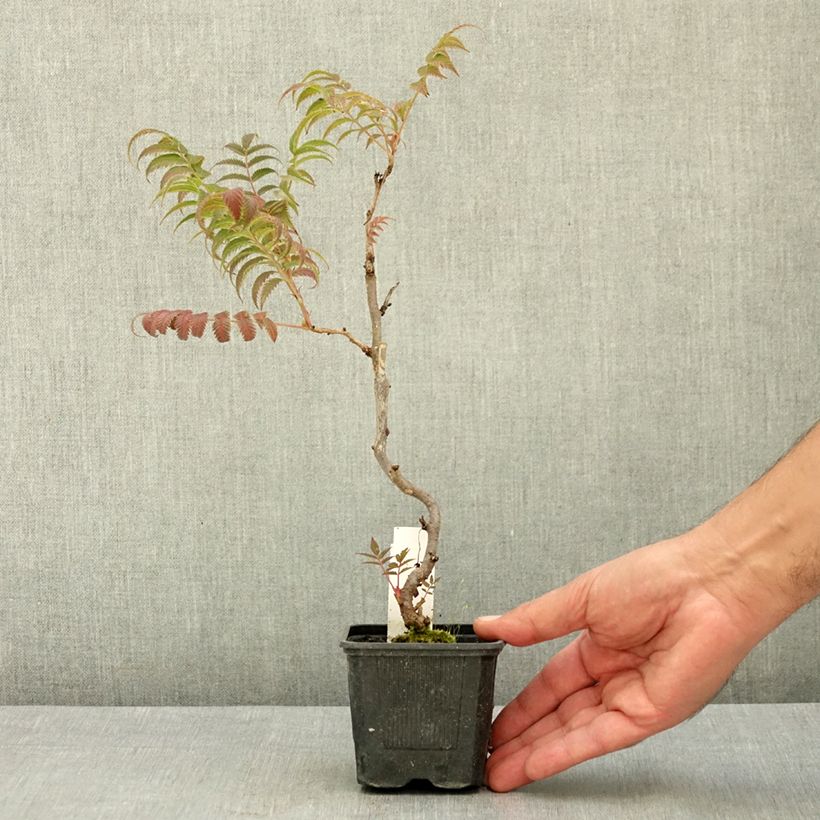 Sorbaria sorbifolia Sem 8/9 cm pot sample as delivered in summer