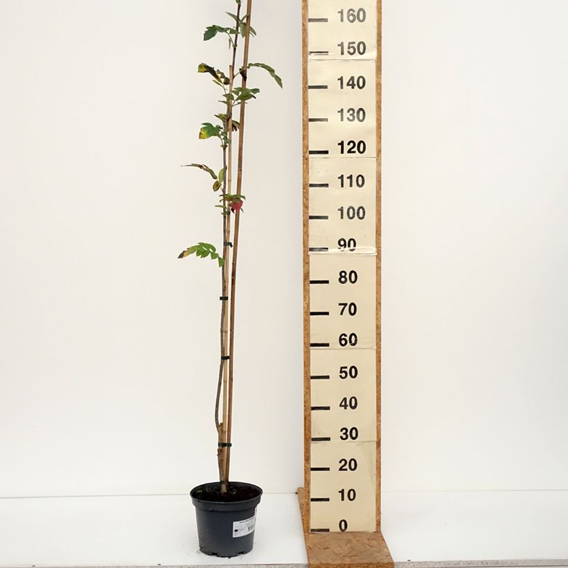 Sorbus aucuparia Alaja Krupnaja - Rowan 4L/5L pot sample as delivered in autumn