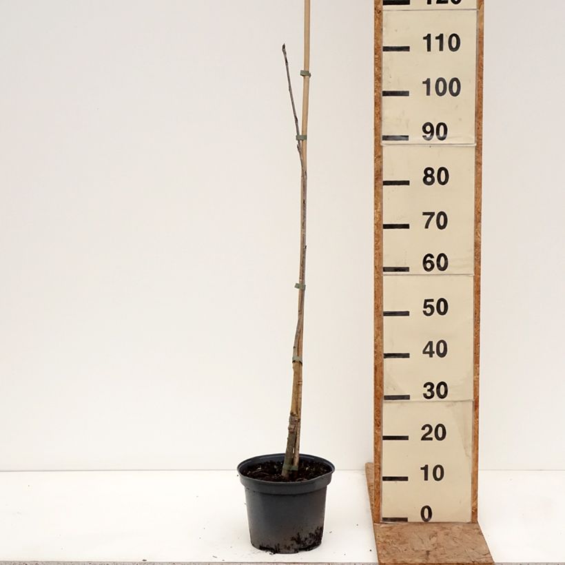 Sorbus aucuparia Alaja Krupnaja - Rowan 4L/5L pot sample as delivered in winter