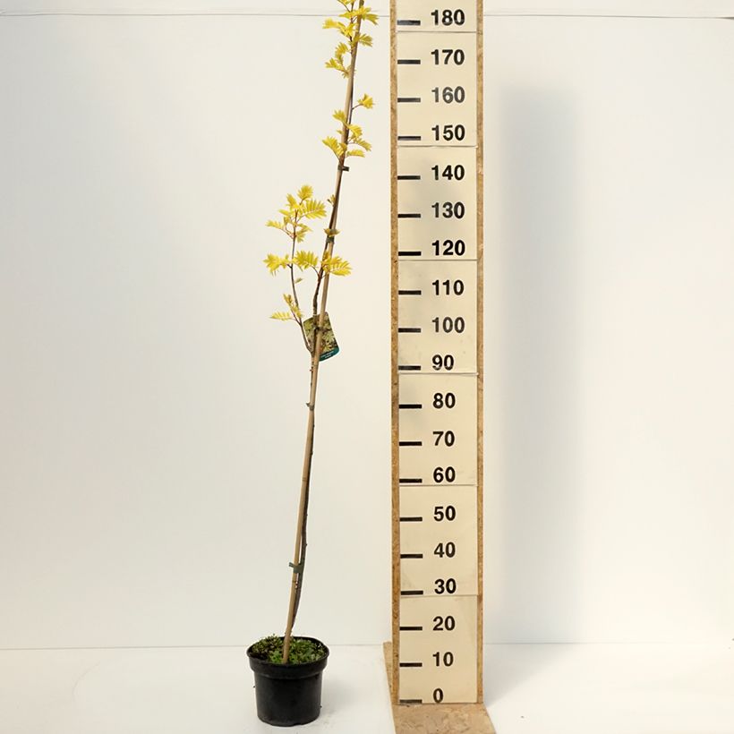Sorbus aucuparia Dirkenii 4L/5L pot sample as delivered in spring