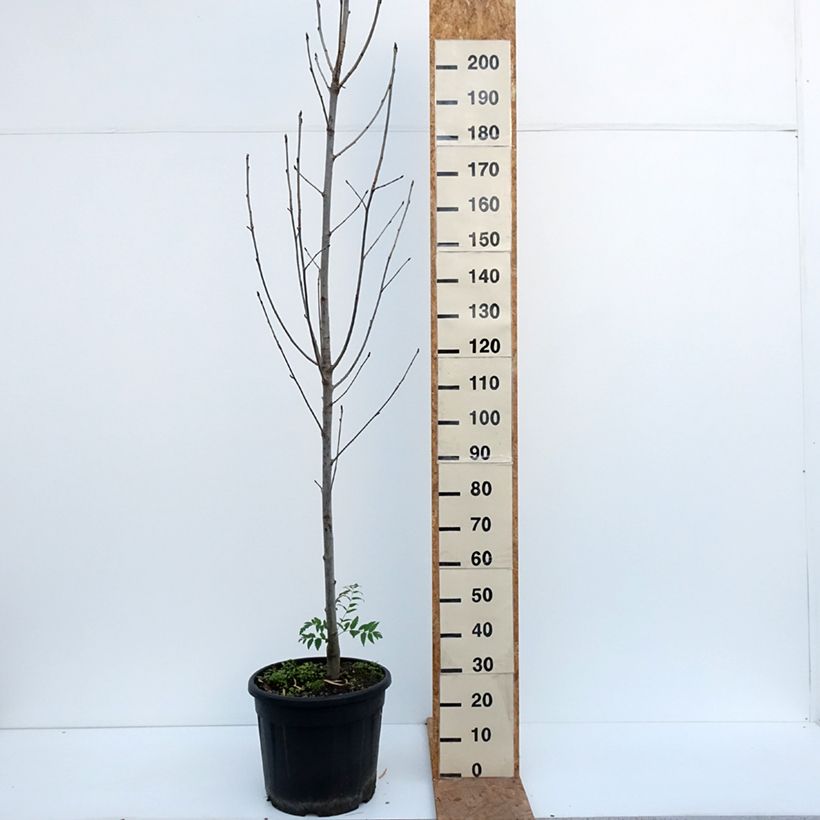 Sorbus aucuparia Fingerprint - Rowan 30L/35L pot sample as delivered in autumn