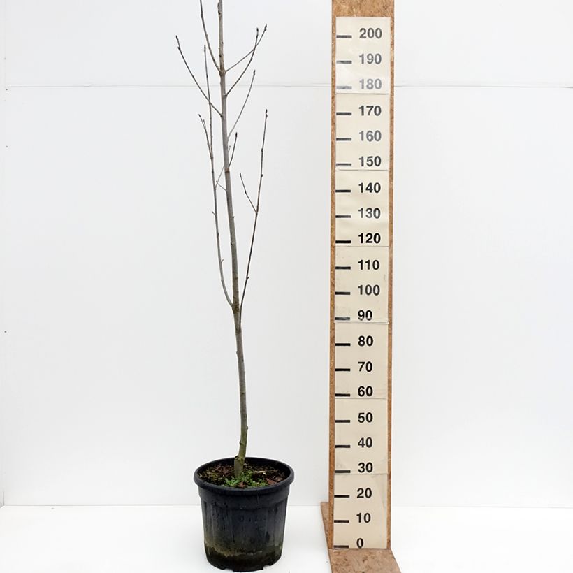 Sorbus aucuparia Fingerprint - Rowan 30L/35L pot sample as delivered in winter