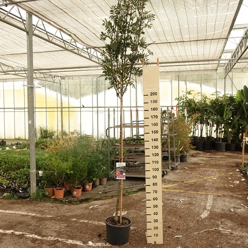 Sorbus aucuparia Wettra 20L/25L pot sample as delivered in autumn