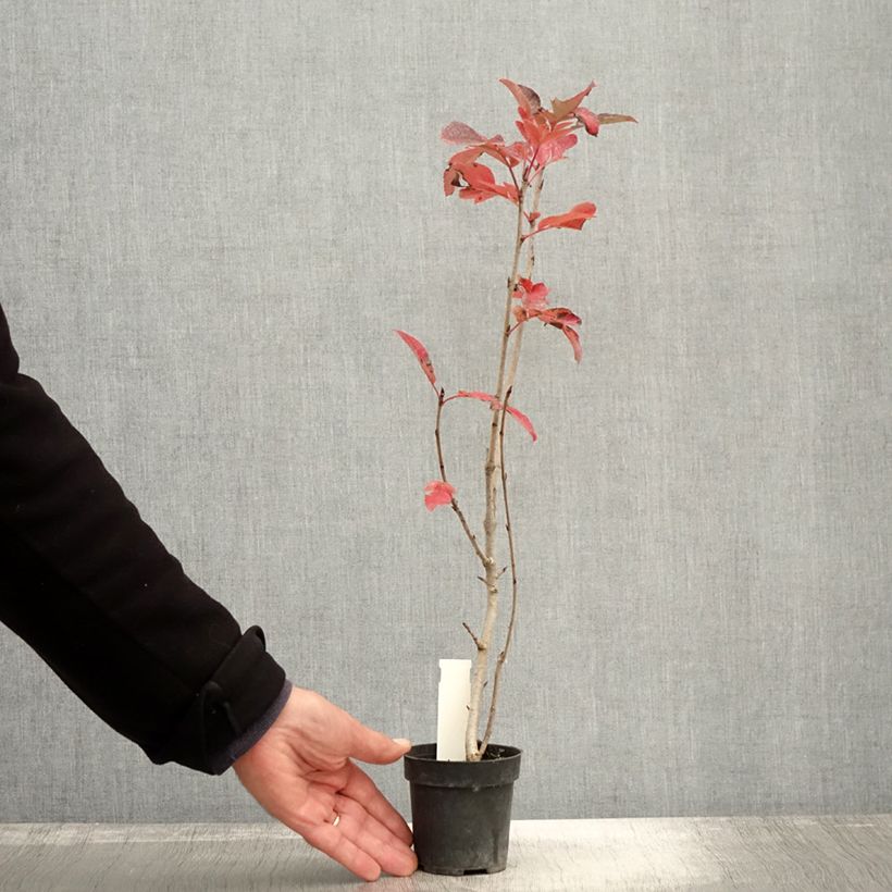 x Sorbaronia fallax Burka 8/9 cm pot sample as delivered in autumn
