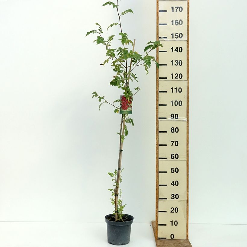 Crataegosorbus Grananatnaja 4L/5L pot sample as delivered in summer