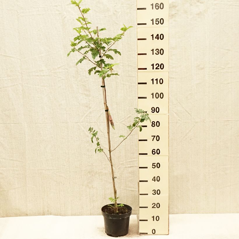 Crataegosorbus Grananatnaja 4L/5L pot sample as delivered in spring