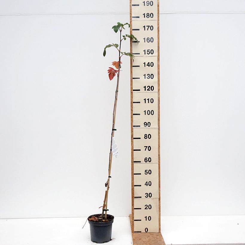 Sorbaronia Titan 4L/5L pot sample as delivered in autumn
