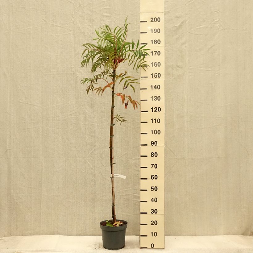 Sorbus commixta Olympic Flame 7.5L/10L pot sample as delivered in autumn