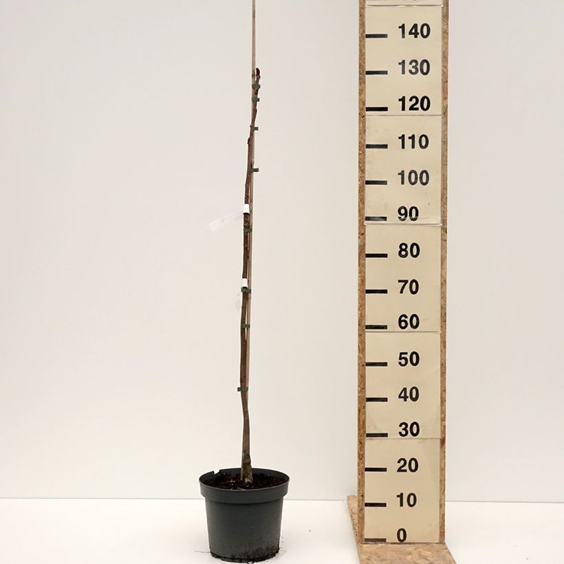 Sorbus commixta Olympic Flame 7.5L/10L pot sample as delivered in winter