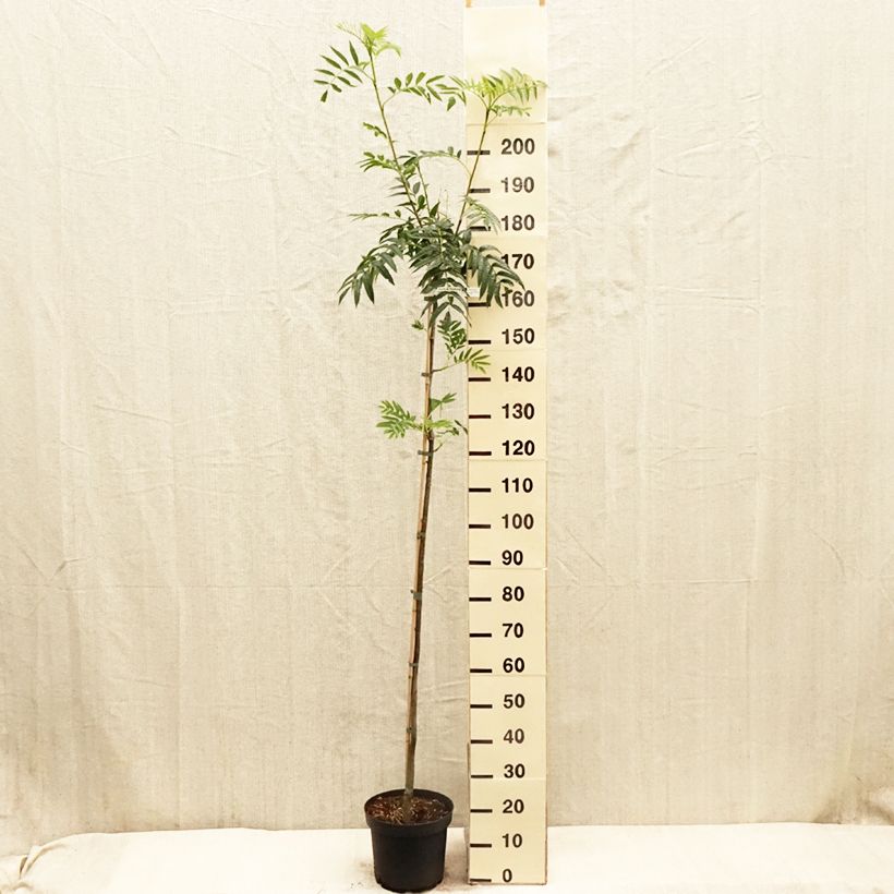 Sorbus commixta Olympic Flame 7.5L/10L pot, Sapling sample as delivered in spring