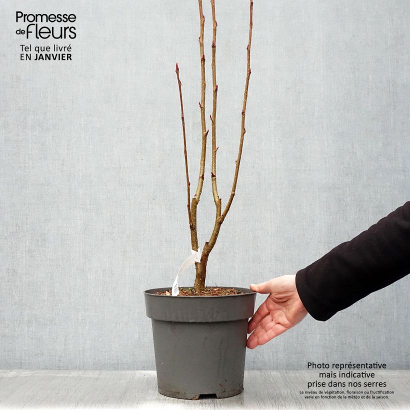 Sorbus aucuparia Autumn Spire 4L/5L pot sample as delivered in winter