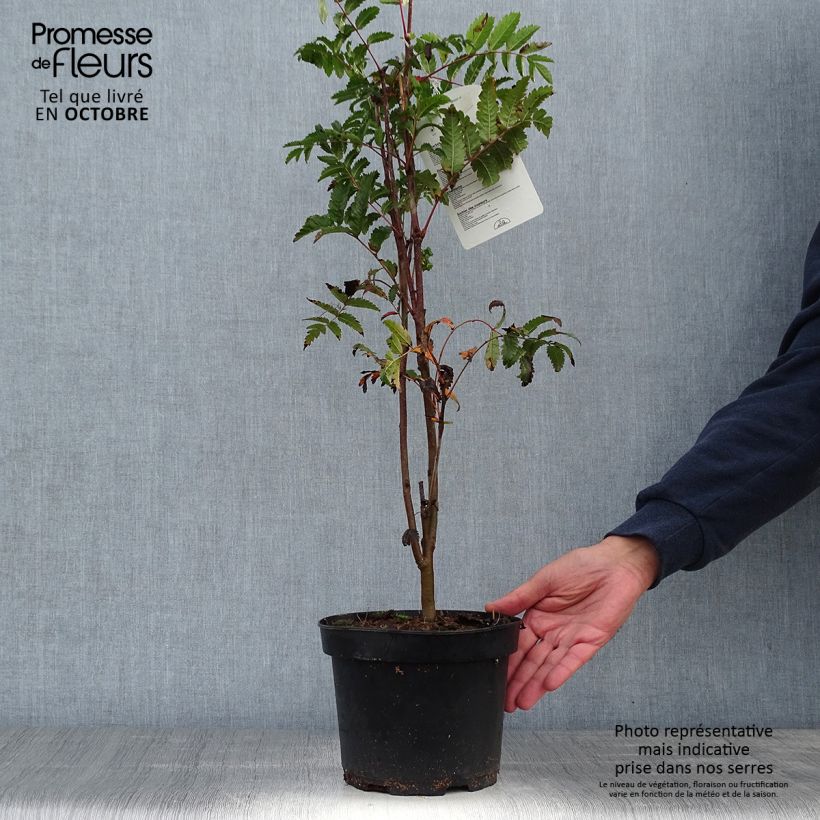 Sorbus aucuparia 2L/3L pot sample as delivered in autumn