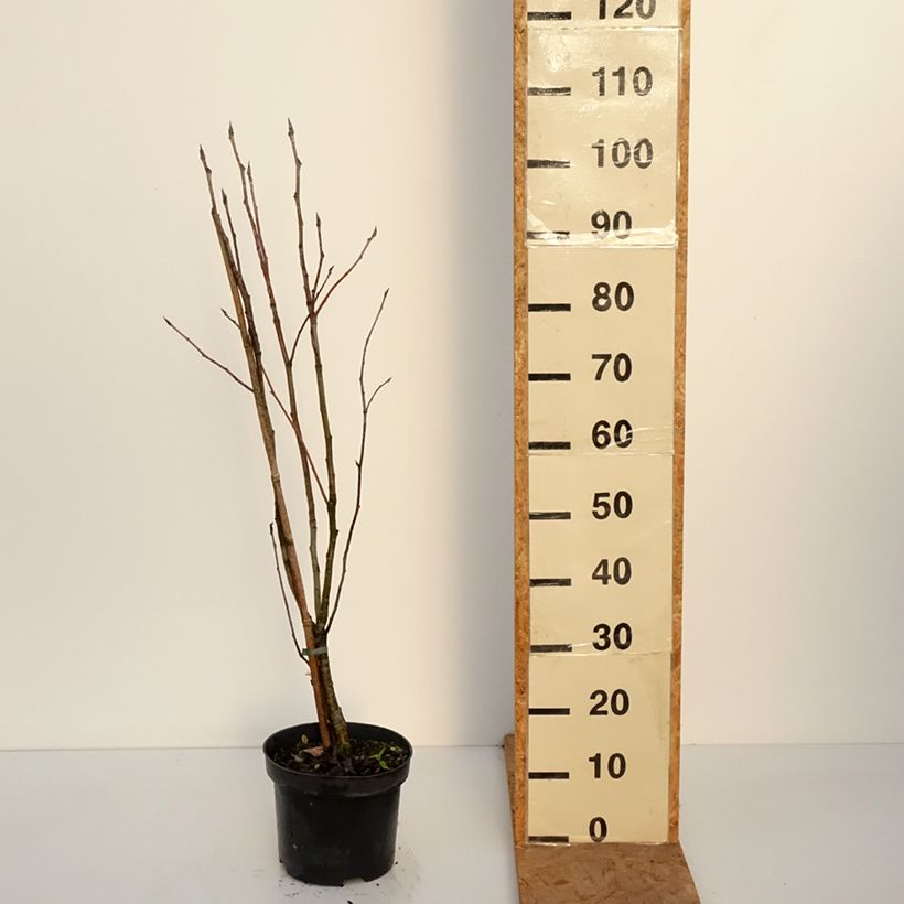 Sorbus matsumurana - Japanese rowan 4L/5L pot, Standard sample as delivered in autumn