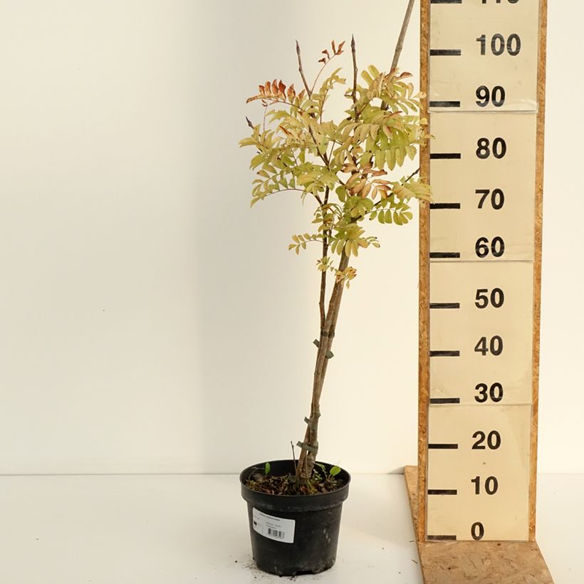 Sorbus matsumurana - Japanese rowan 4L/5L pot sample as delivered in summer