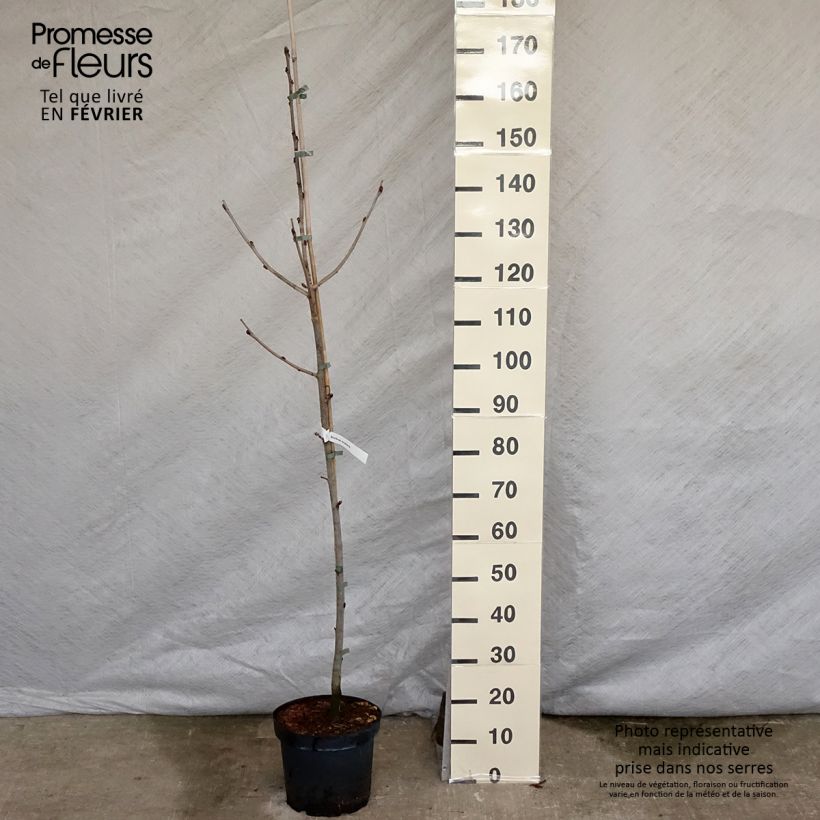 Sorbus scalaris 7.5L/10L pot sample as delivered in winter