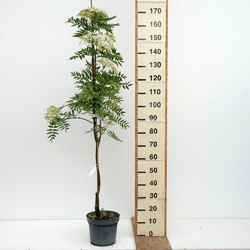 Sorbus wilfordii - Japanese rowan 7.5L/10L pot sample as delivered in spring