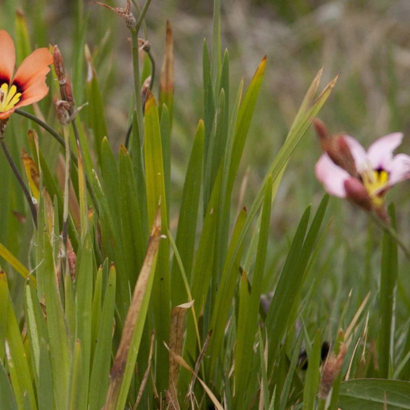 Sparaxis tricolour Mix (Foliage)