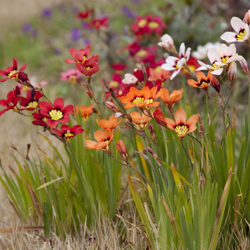 Sparaxis tricolour Mix (Plant habit)