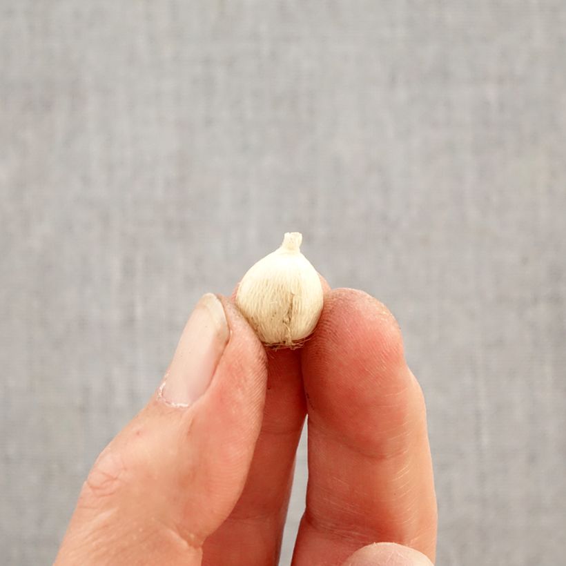 Sparaxis tricolour Mix Bulb size 4+ sample as delivered in spring