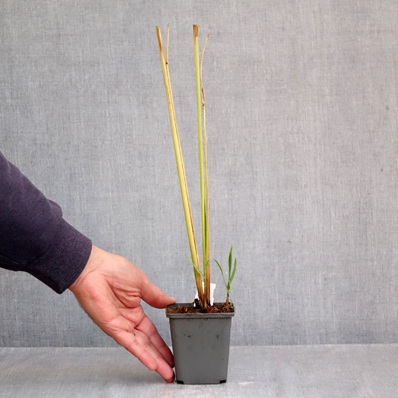 Spartina pectinata Aureomarginata 8/9 cm pot sample as delivered in autumn