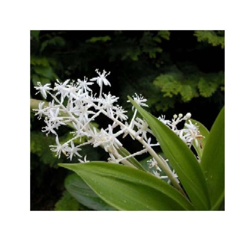 Speirantha convallarioides (Flowering)
