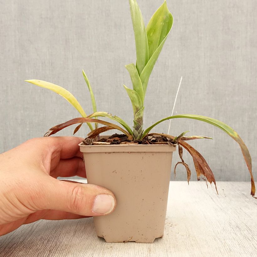 Speirantha convallarioides  8/9 cm pot sample as delivered in spring