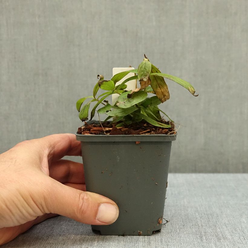 Spigelia marilandica Little Red Head - Indian pink 8/9 cm pot sample as delivered in autumn