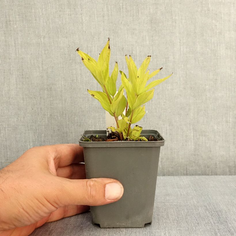 Spigelia marilandica Little Red Head - Indian pink 8/9 cm pot sample as delivered in summer