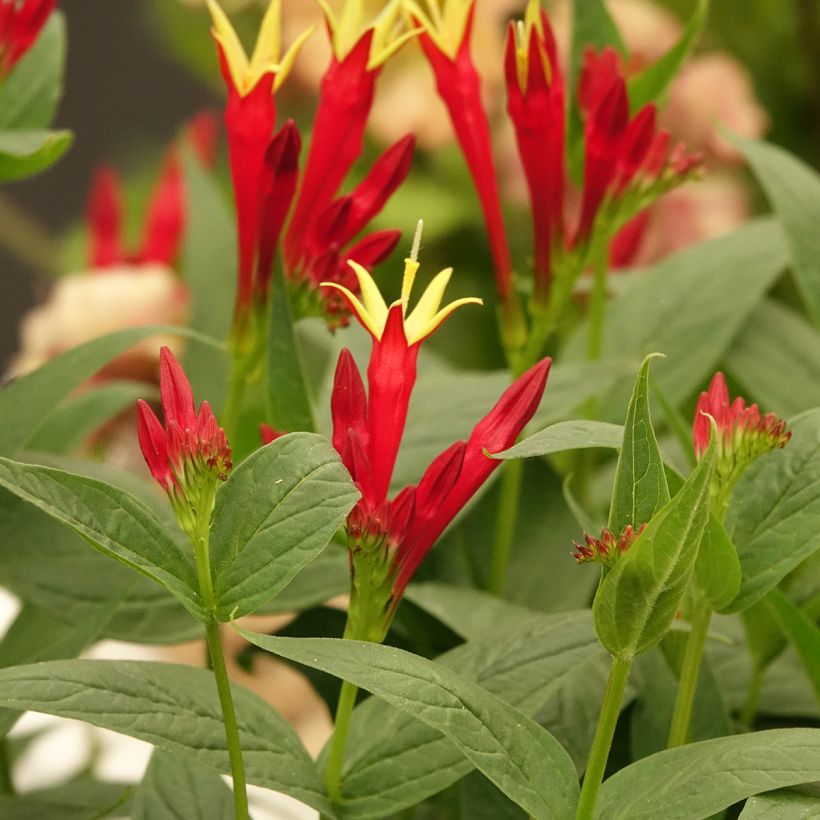 Spigelia marilandica (Flowering)