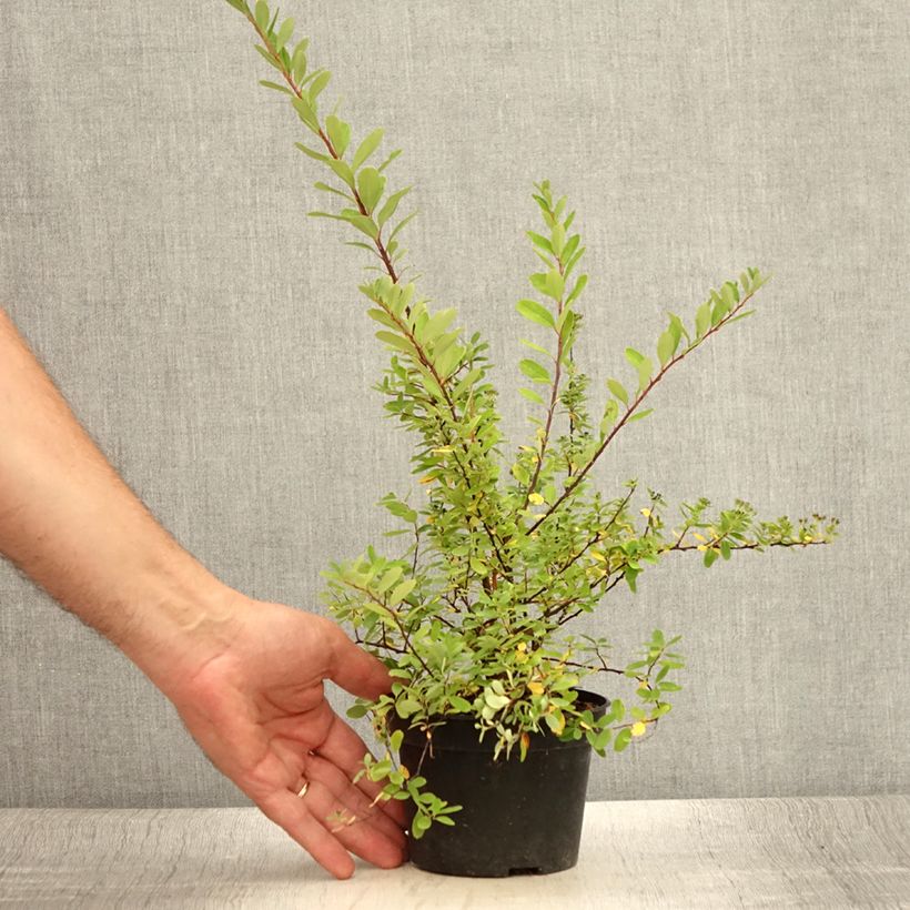 Spiraea arguta 1L/1.5L pot sample as delivered in summer