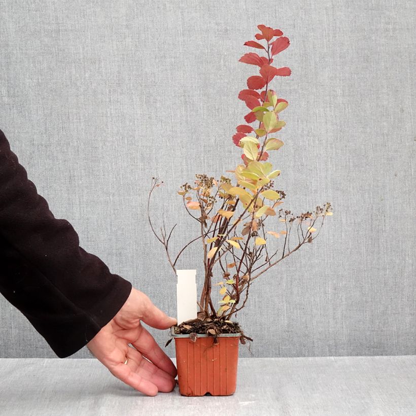 Spiraea betulifolia Island 8/9 cm pot sample as delivered in autumn
