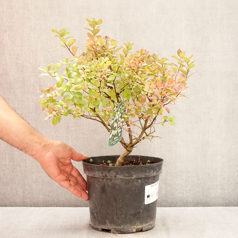 Spiraea betulifolia Island 2L/3L pot sample as delivered in summer
