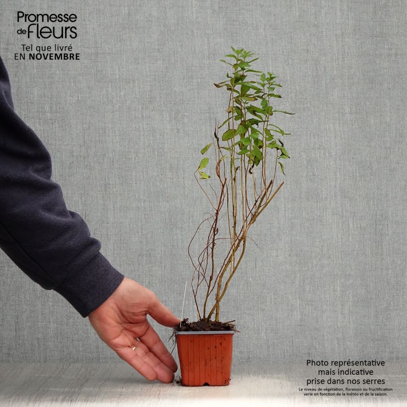 Spiraea x billiardii 8/9 cm pot sample as delivered in autumn