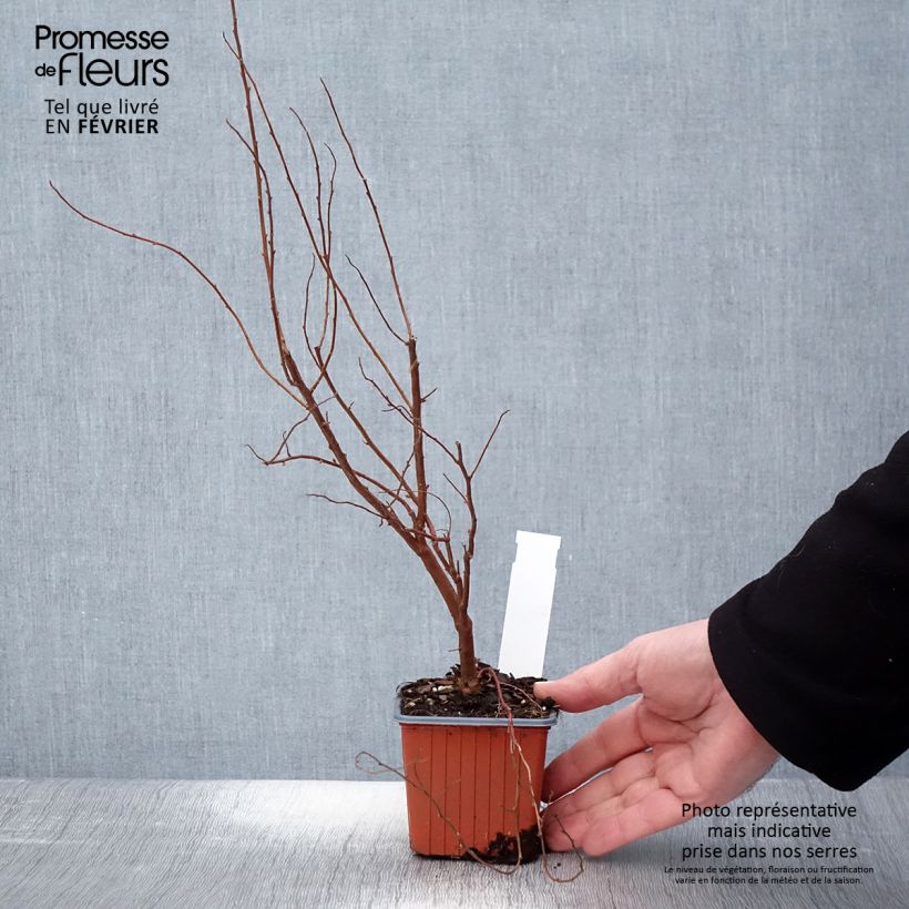 Spiraea x billiardii 8/9 cm pot sample as delivered in winter